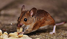 24 Hour & Emergency Exterminators in Wardtown, VA